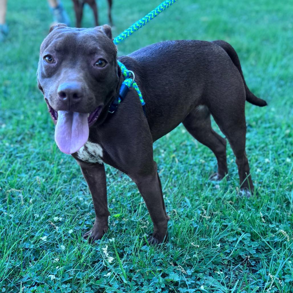 Princess Atta, a Adoptable Mixed Breed in Parkersburg, WV image 3/4
