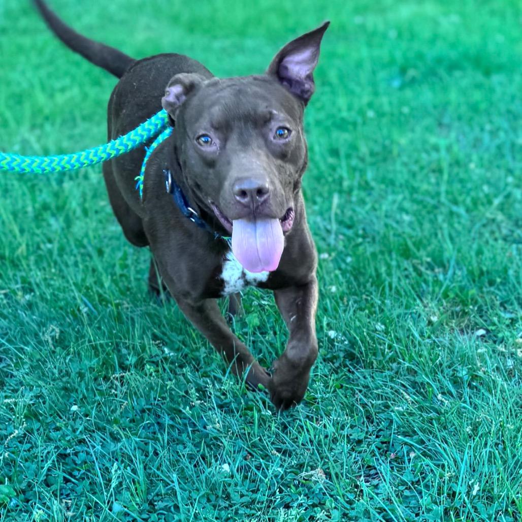 Princess Atta, a Adoptable Mixed Breed in Parkersburg, WV image 4/4