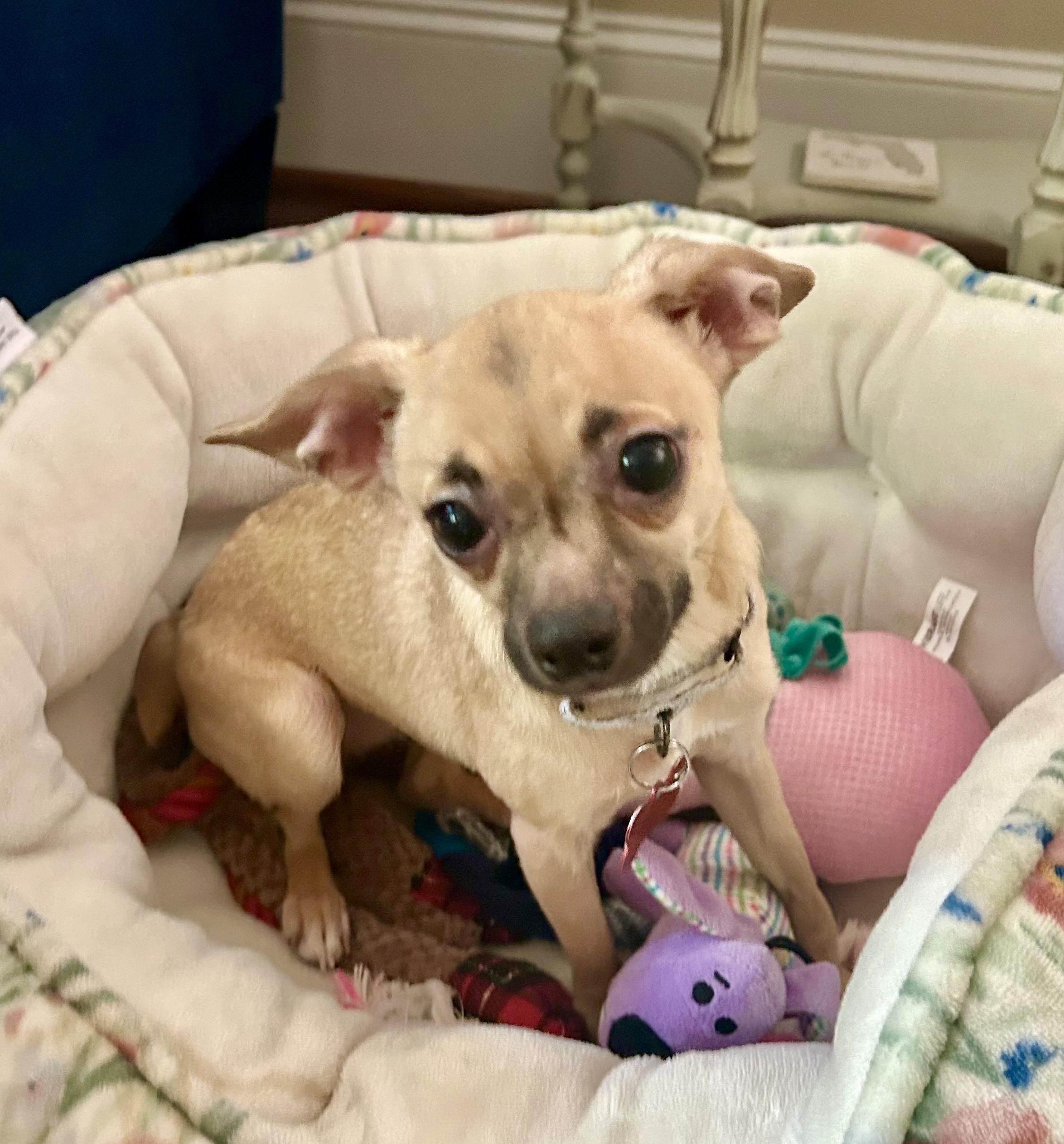 Oakley, adopted, Young Female Chihuahua.