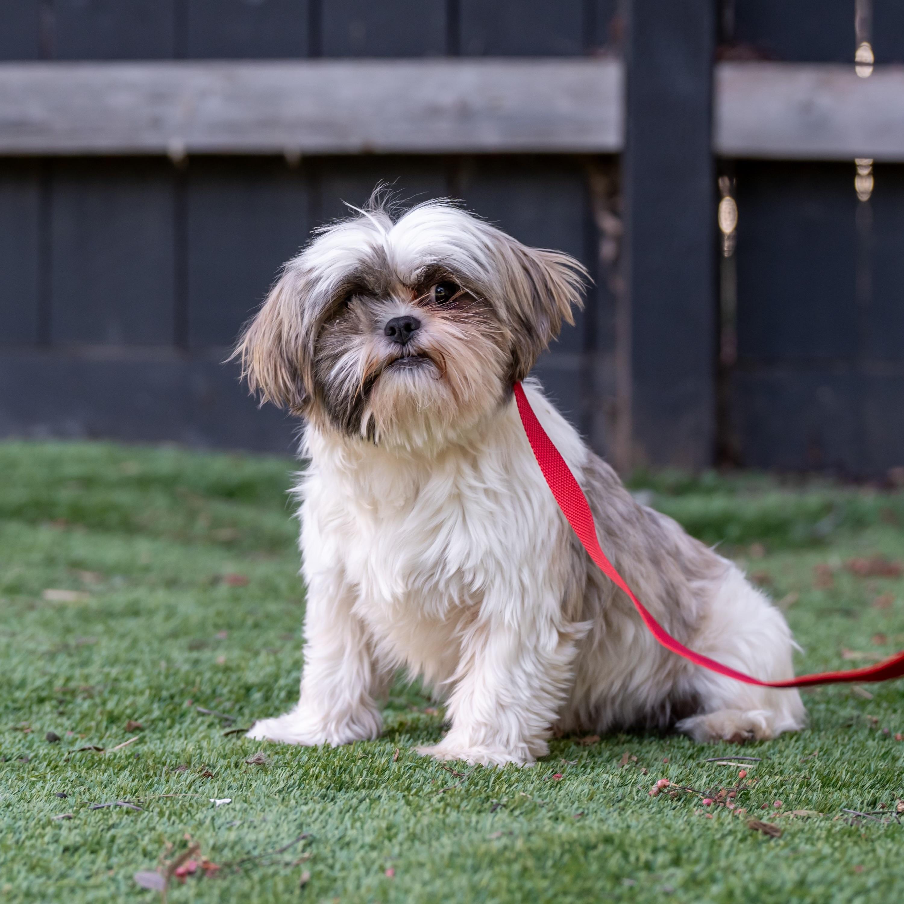 Enlarge Sugar Plum, a Adoptable Shih Tzu in San DIego, CA image 1/5