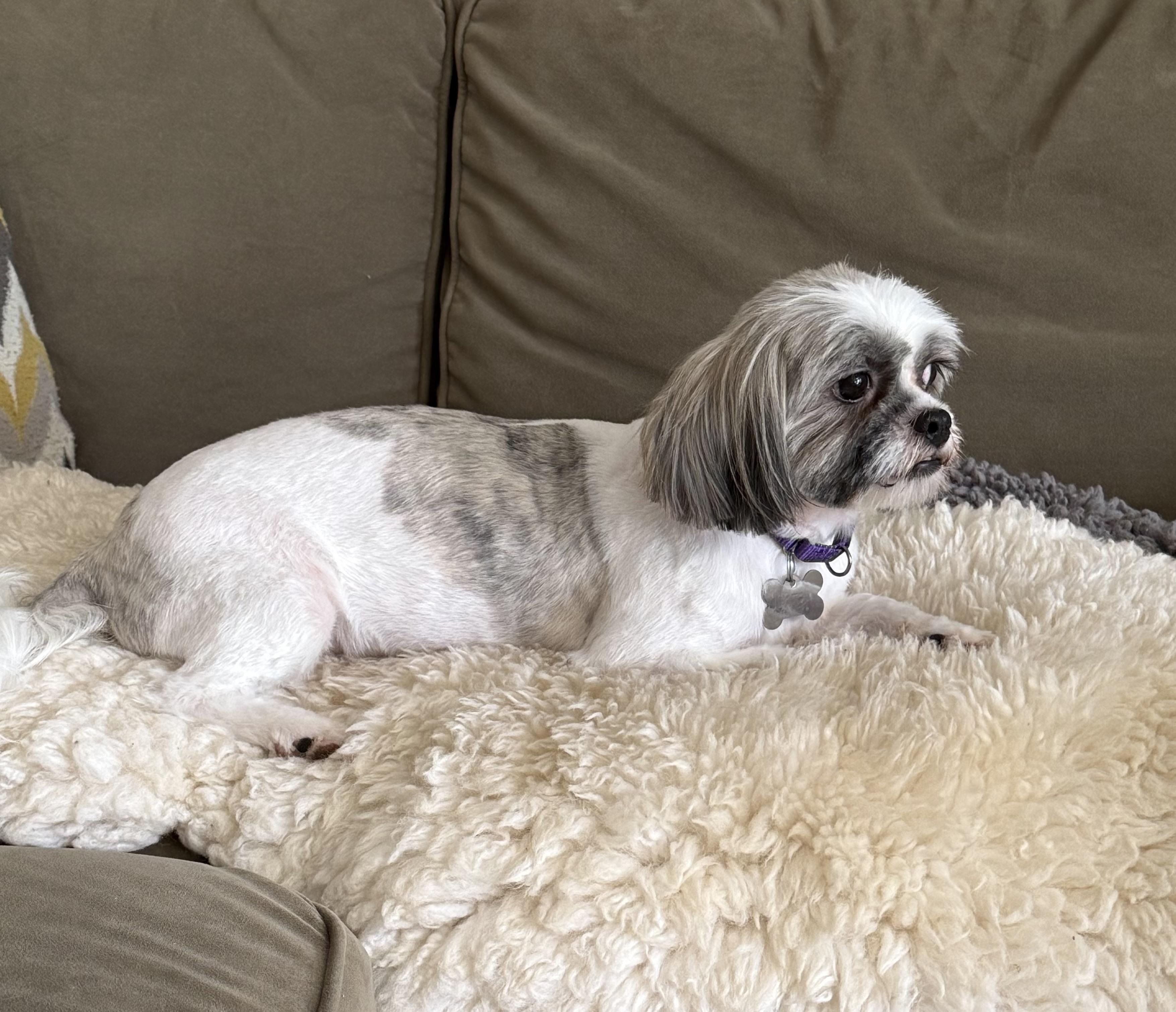 Enlarge Sugar Plum, a Adoptable Shih Tzu in San DIego, CA image 2/5