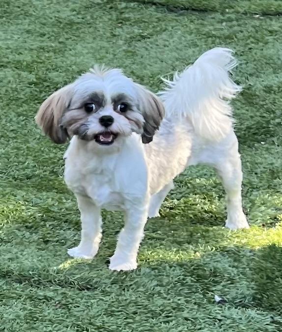Enlarge Sugar Plum, a Adoptable Shih Tzu in San DIego, CA image 3/5
