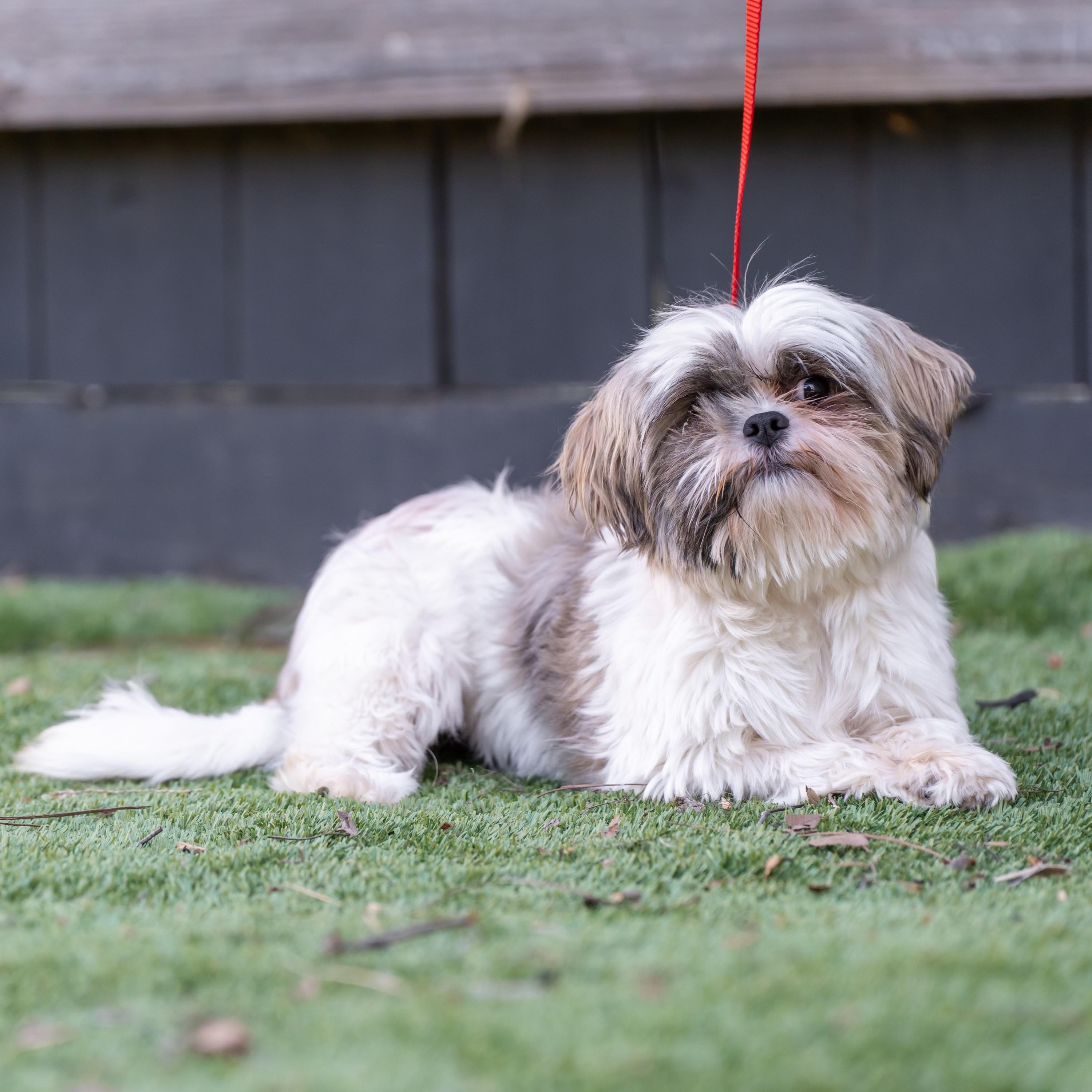 Enlarge Sugar Plum, a Adoptable Shih Tzu in San DIego, CA image 4/5