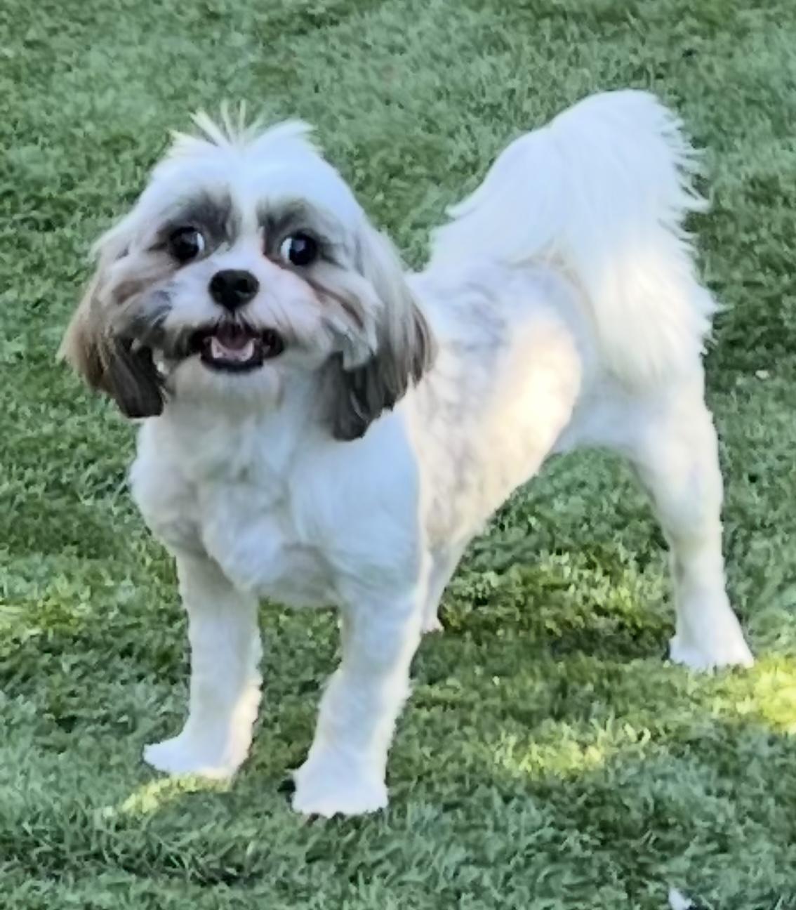 Enlarge Sugar Plum, a Adoptable Shih Tzu in San DIego, CA image 5/5
