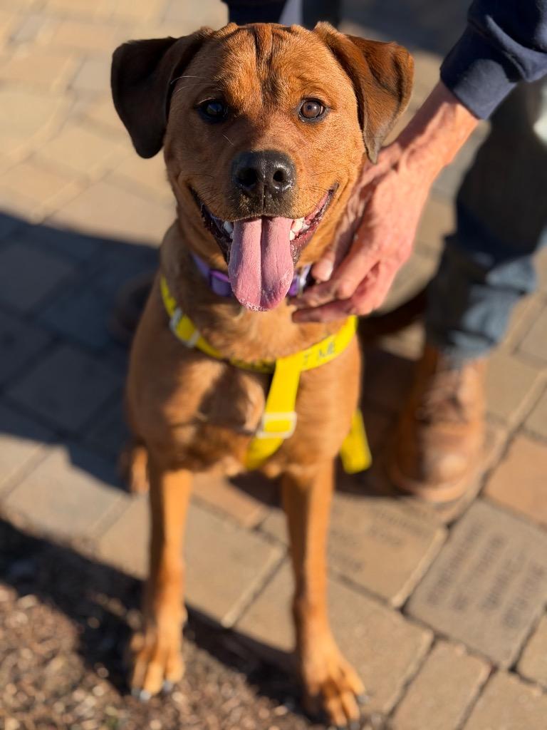 Enlarge Mya, a Adopted mixed breed in Peru, NY image 1/1