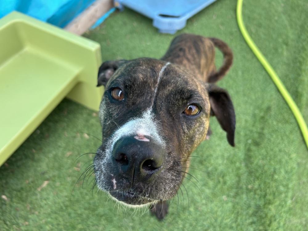 JUDE (FKA Taliah), Adoptable, Senior Female Boxer.