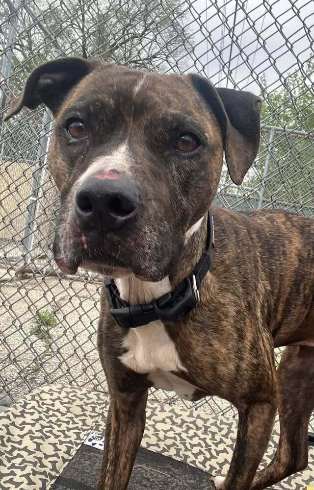 JUDE (FKA Taliah), a Adoptable mixed breed in Mishawaka, IN image 2/5