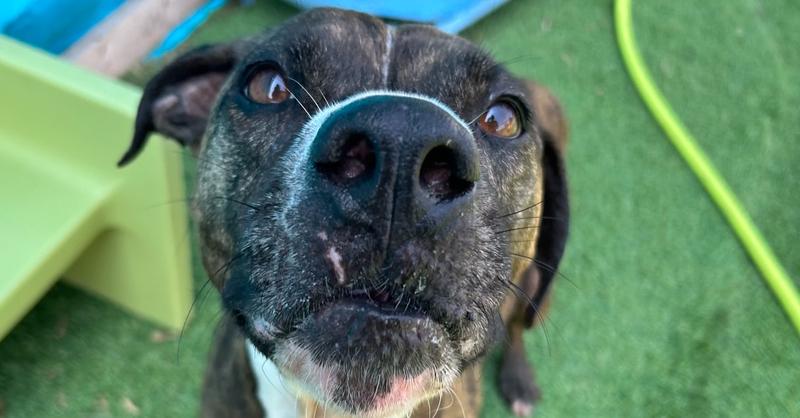 JUDE (FKA Taliah), a Adoptable mixed breed in Mishawaka, IN image 3/5