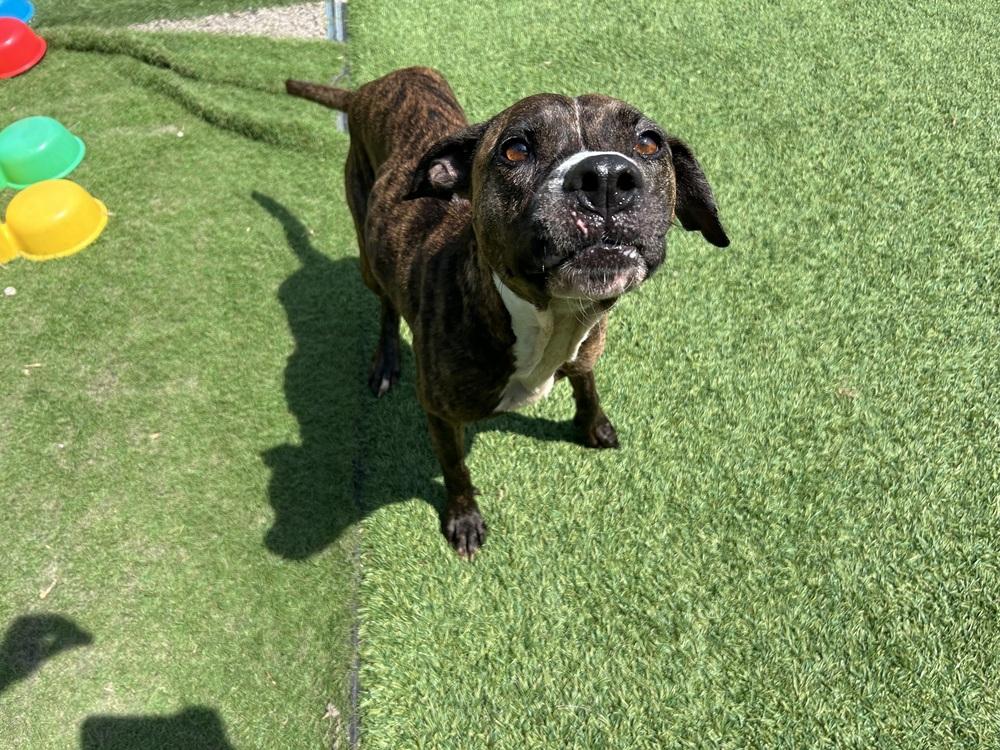 JUDE (FKA Taliah), a Adoptable mixed breed in Mishawaka, IN image 4/5