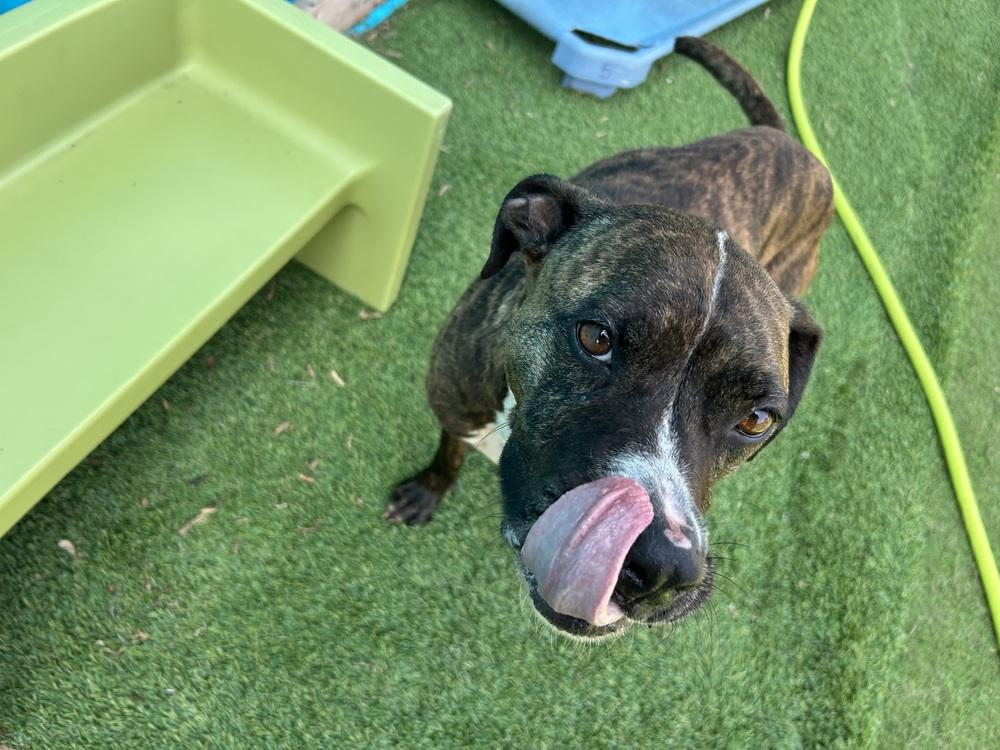 JUDE (FKA Taliah), a Adoptable mixed breed in Mishawaka, IN image 5/5