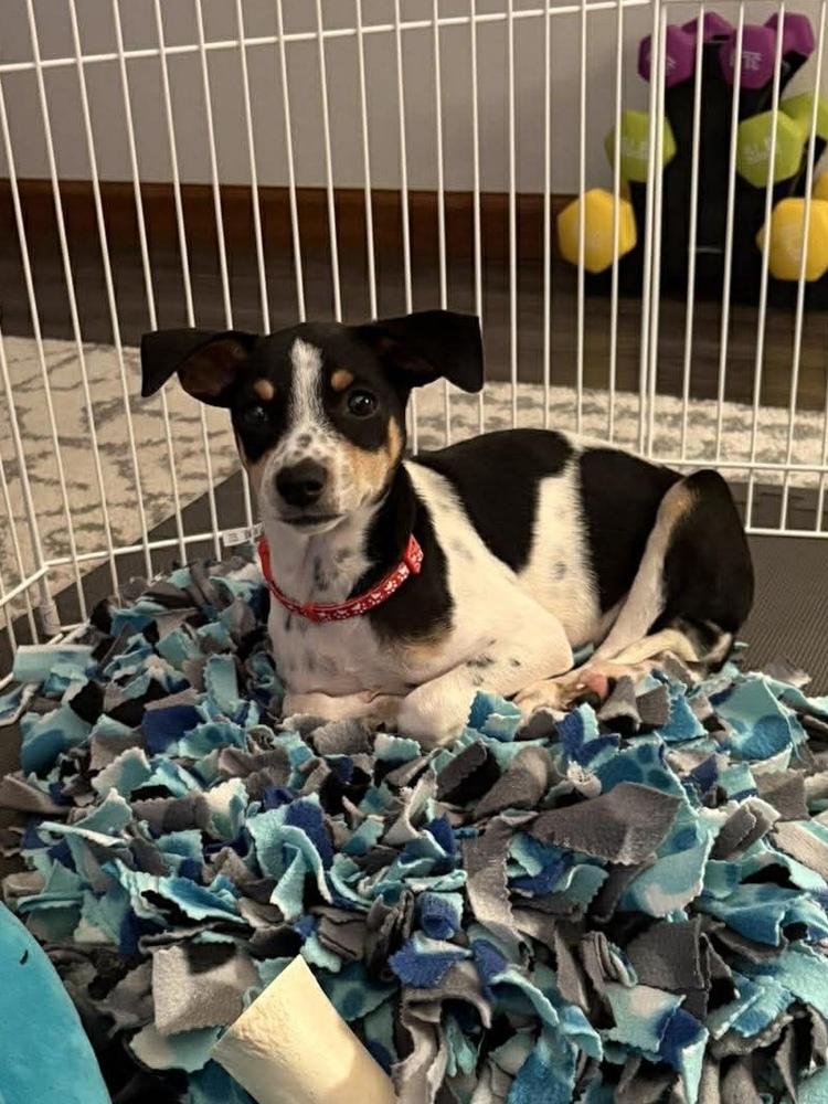 Ziggy, Adoptable, Puppy Male Rat Terrier.