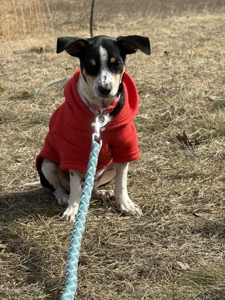 Enlarge Ziggy, a Adoptable mixed breed in Rockland, WI image 2/5