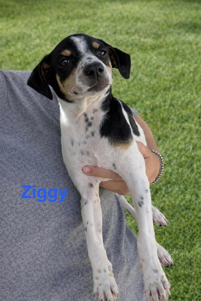 Enlarge Ziggy, a Adoptable mixed breed in Rockland, WI image 3/5