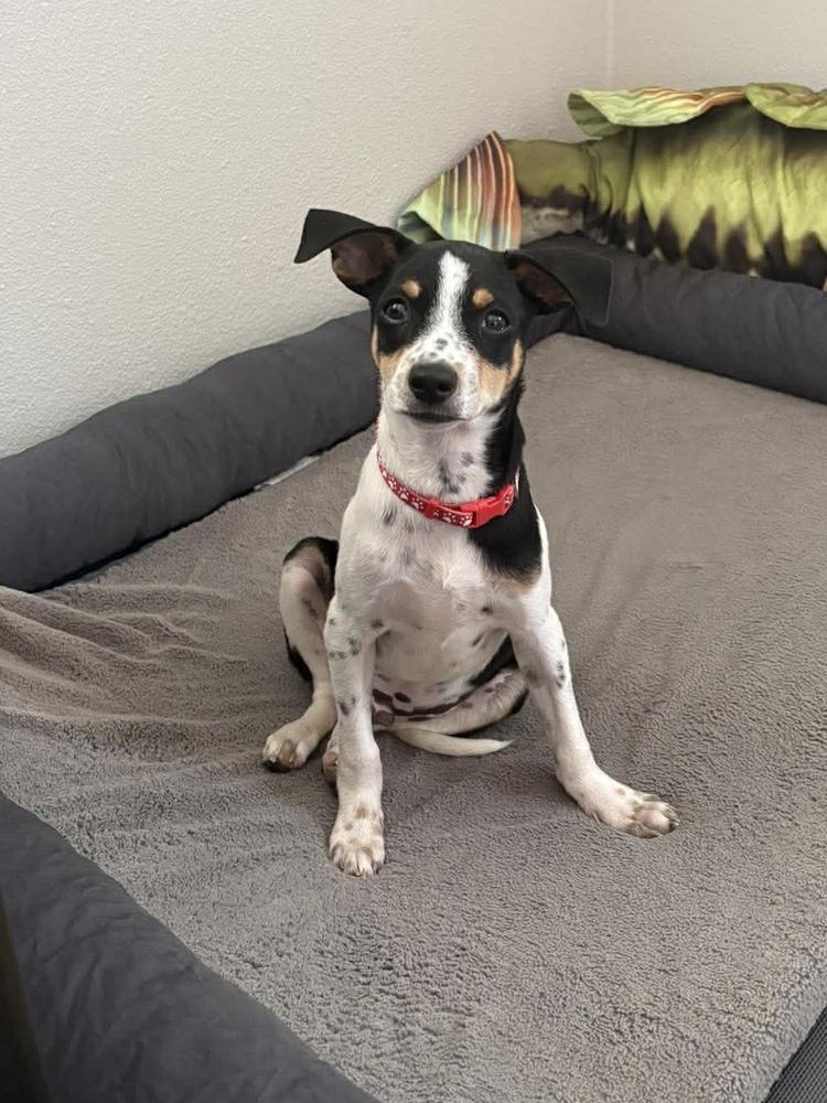 Enlarge Ziggy, a Adoptable mixed breed in Rockland, WI image 4/5