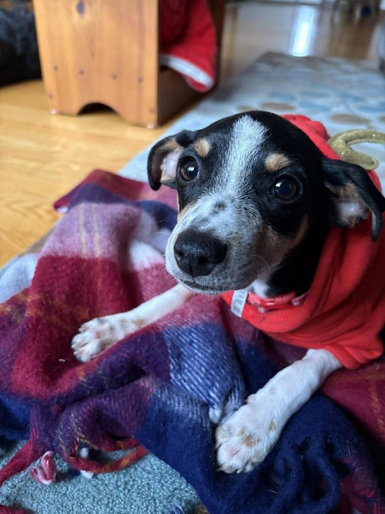 Enlarge Ziggy, a Adoptable mixed breed in Rockland, WI image 5/5