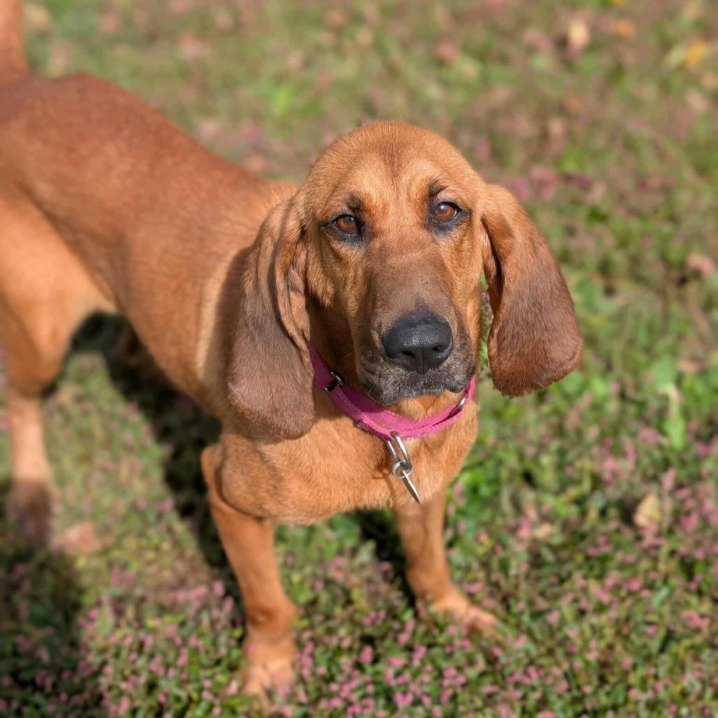 Willow, Adoptable, Adult Female Bloodhound.