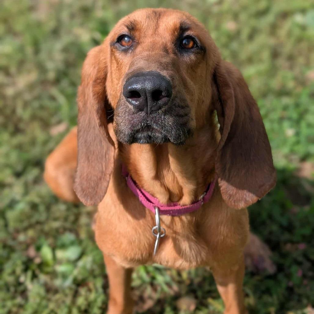 Enlarge Willow, a Adoptable Bloodhound in Shinnston, WV image 2/4