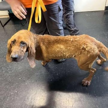 Enlarge Willow, a Adoptable Bloodhound in Shinnston, WV image 4/4