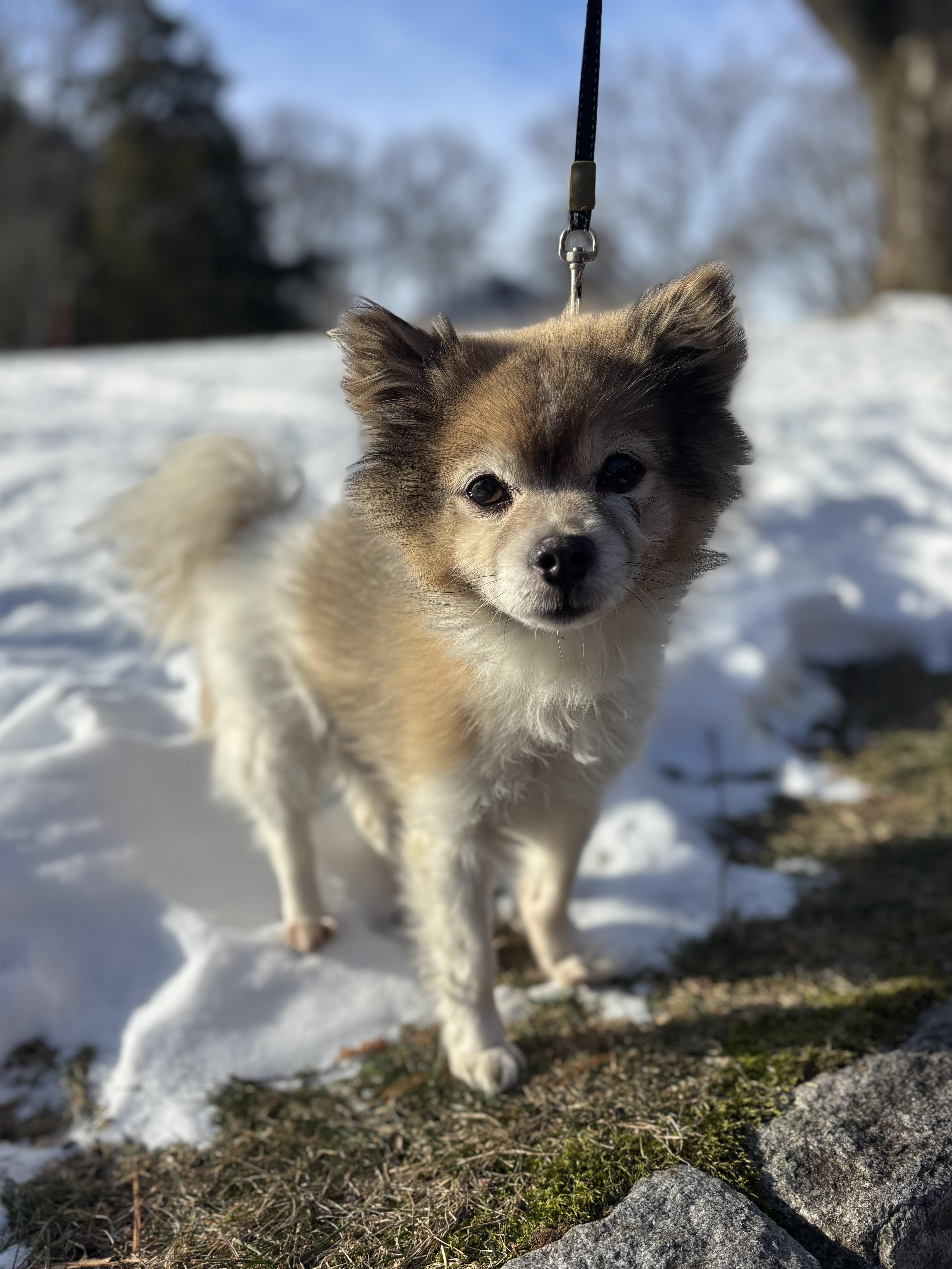 Enlarge Bobby, an adoption pending mixed breed in Stamford, CT image 1/5
