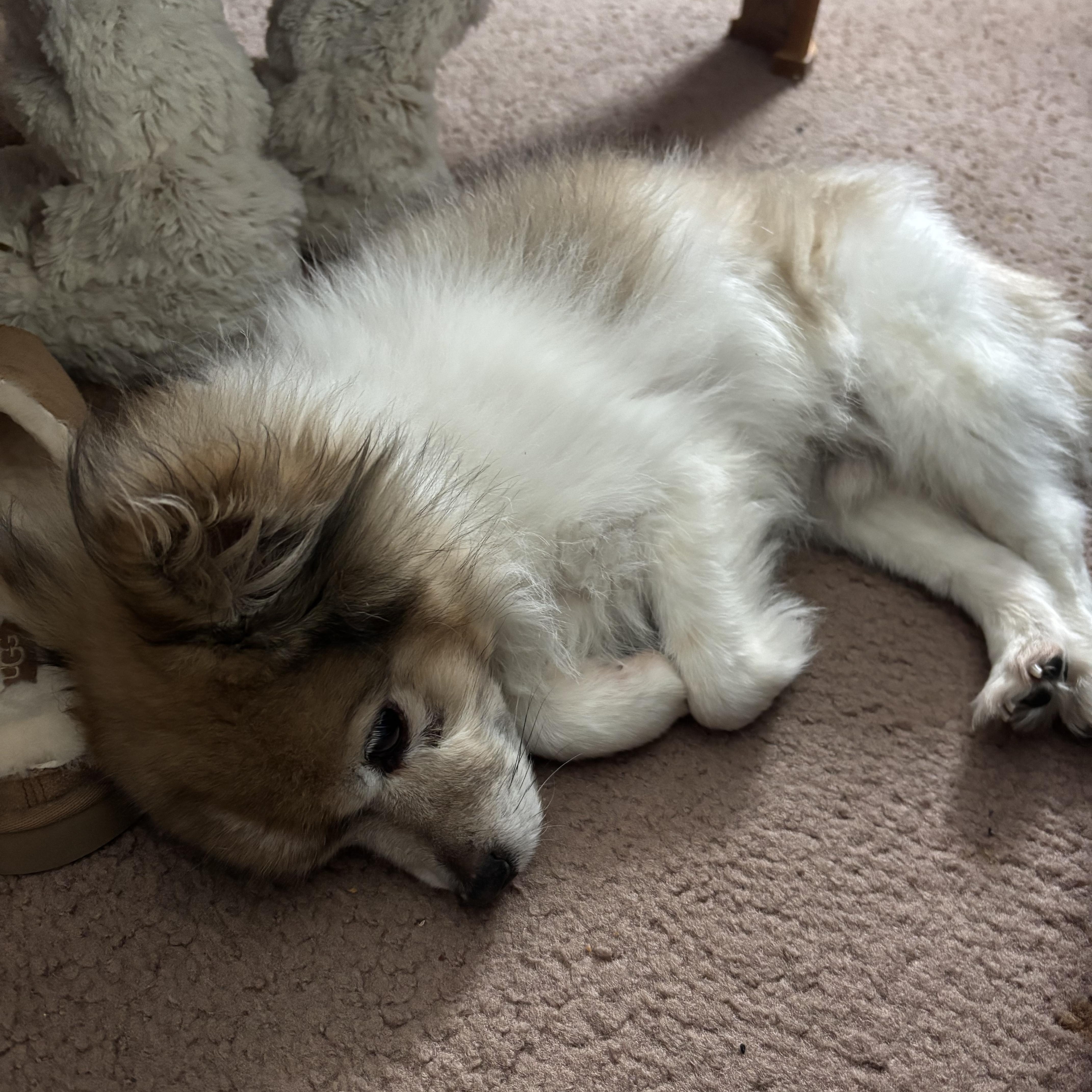 Enlarge Bobby, an adoption pending mixed breed in Stamford, CT image 2/5