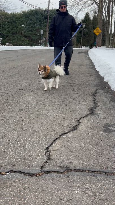 Enlarge Bobby, an adoption pending mixed breed in Stamford, CT video 4/5