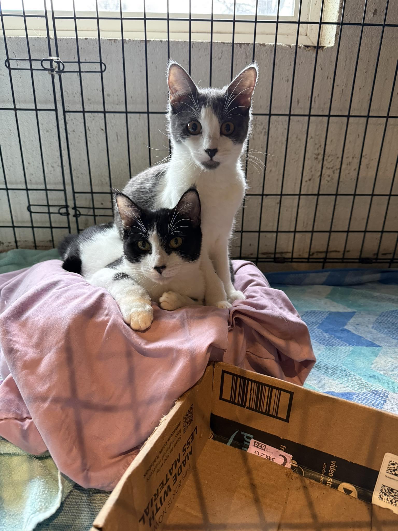 Flossie & Fiona, ADOPTABLE, Kitten Female Domestic Short Hair.