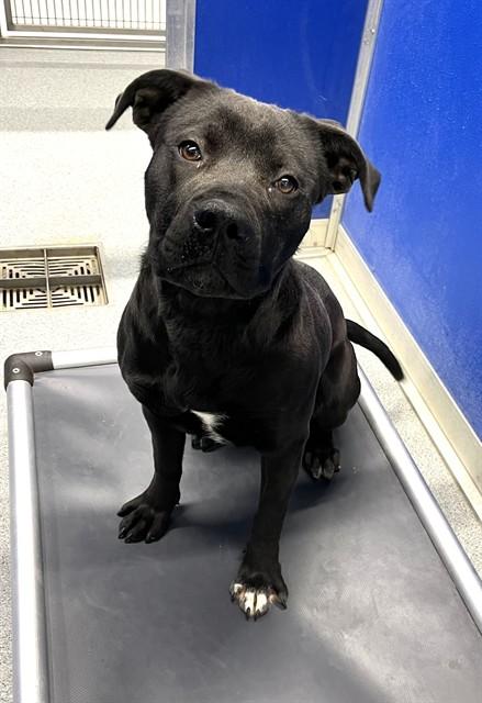 Enlarge TORTELLINI, a Adoptable mixed breed in Bloomington, IL image 1/1