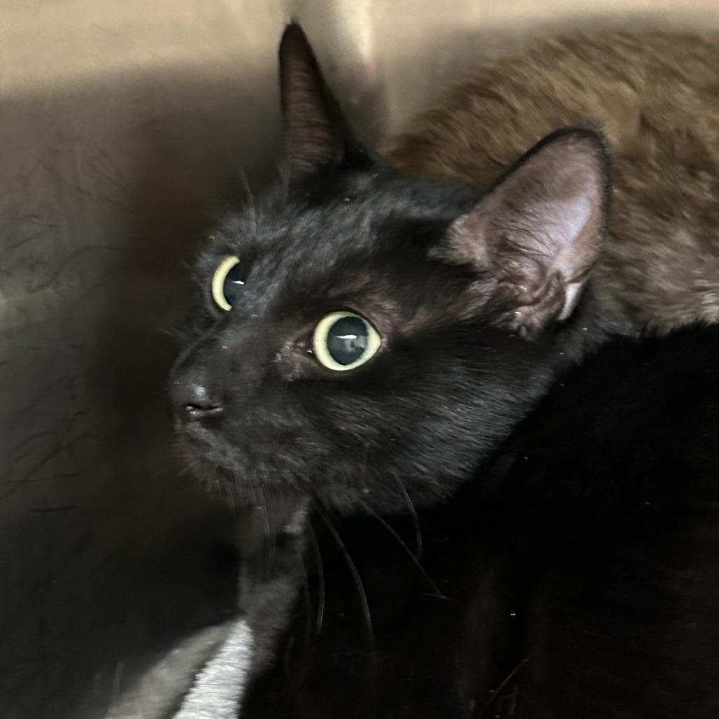 Eggplant, Adoptable, Adult Female Domestic Short Hair.