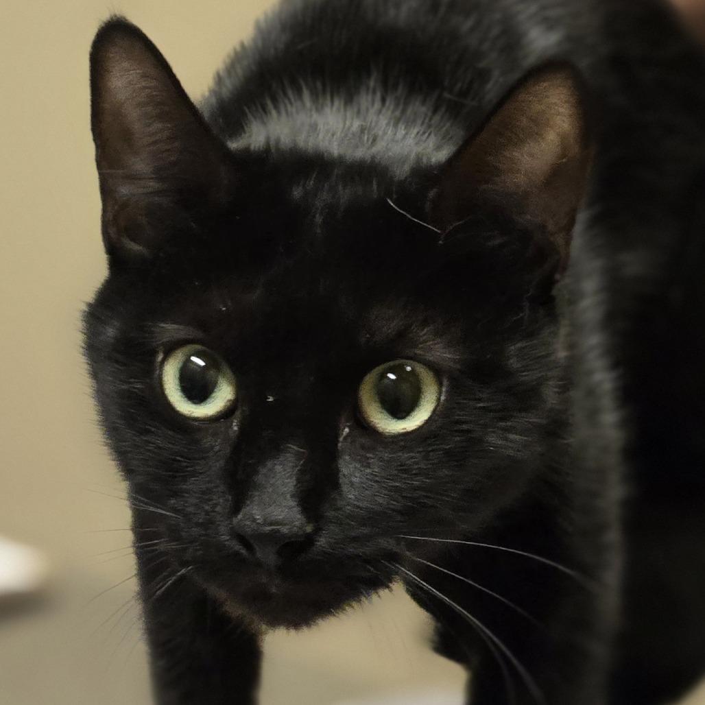 Enlarge Eggplant, a Adoptable Domestic Short Hair in Wickenburg, AZ image 2/3