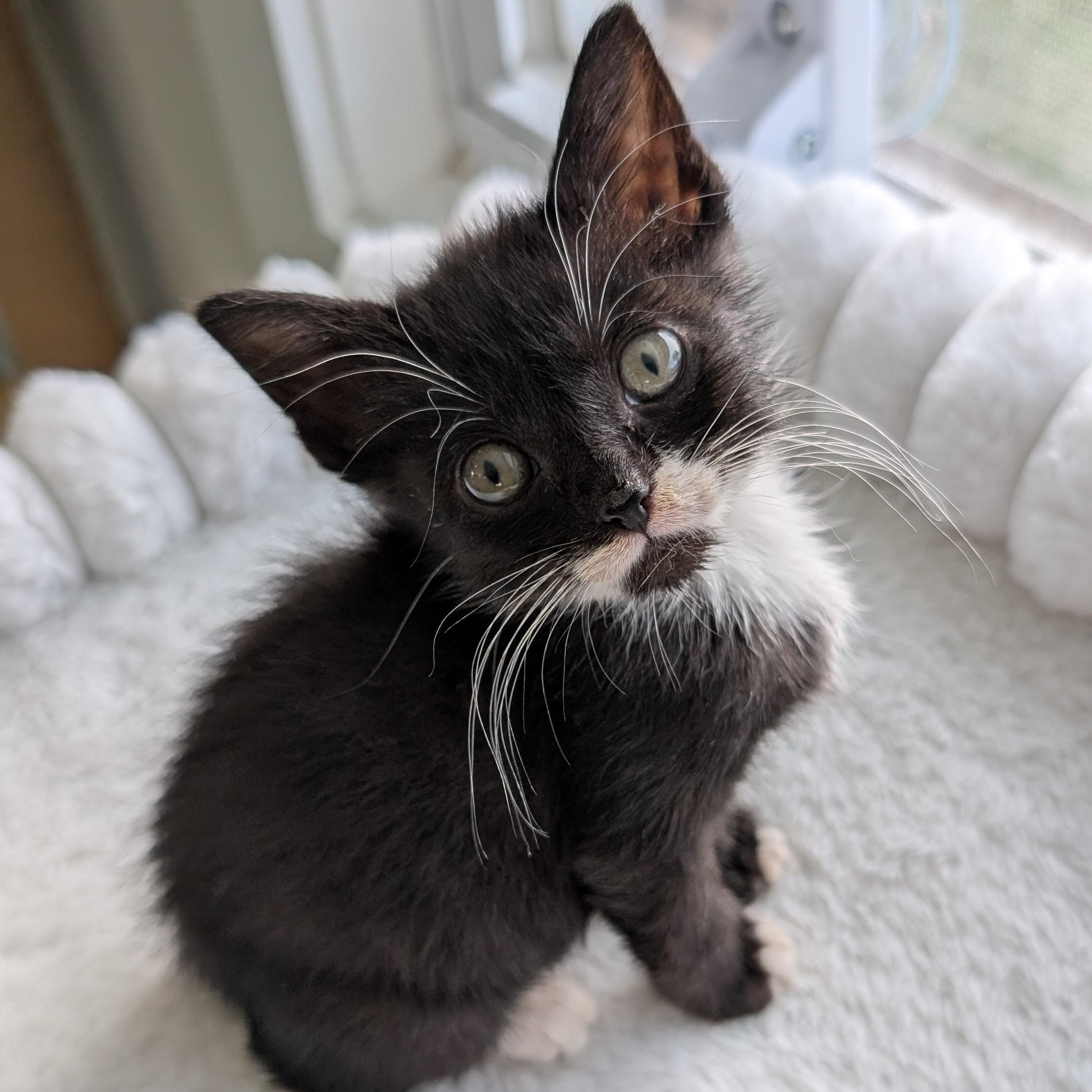 Enlarge Xbox, a Adoptable Domestic Short Hair in Haverford, PA image 1/4
