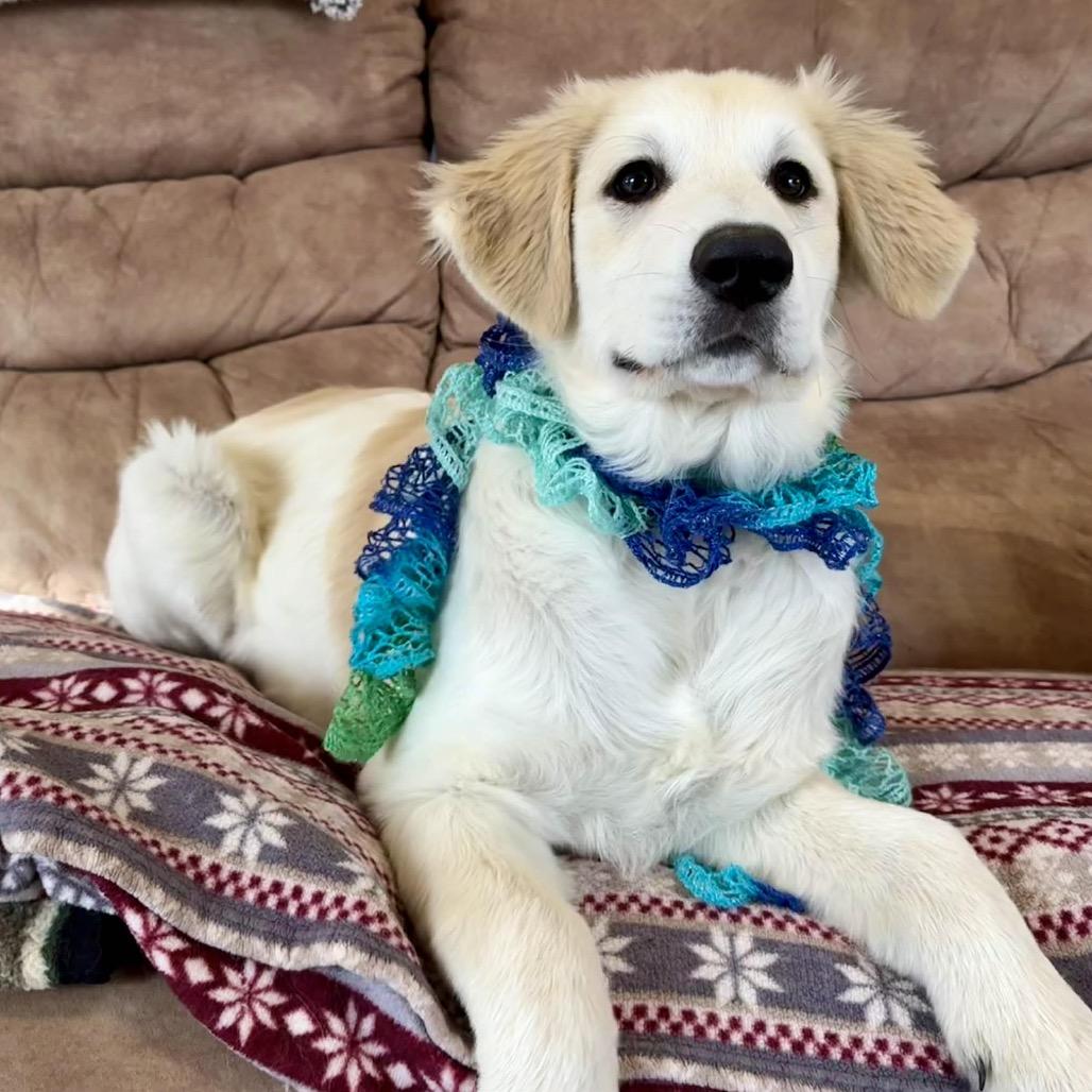 Blanche, Adoptable, Puppy Female Great Pyrenees.