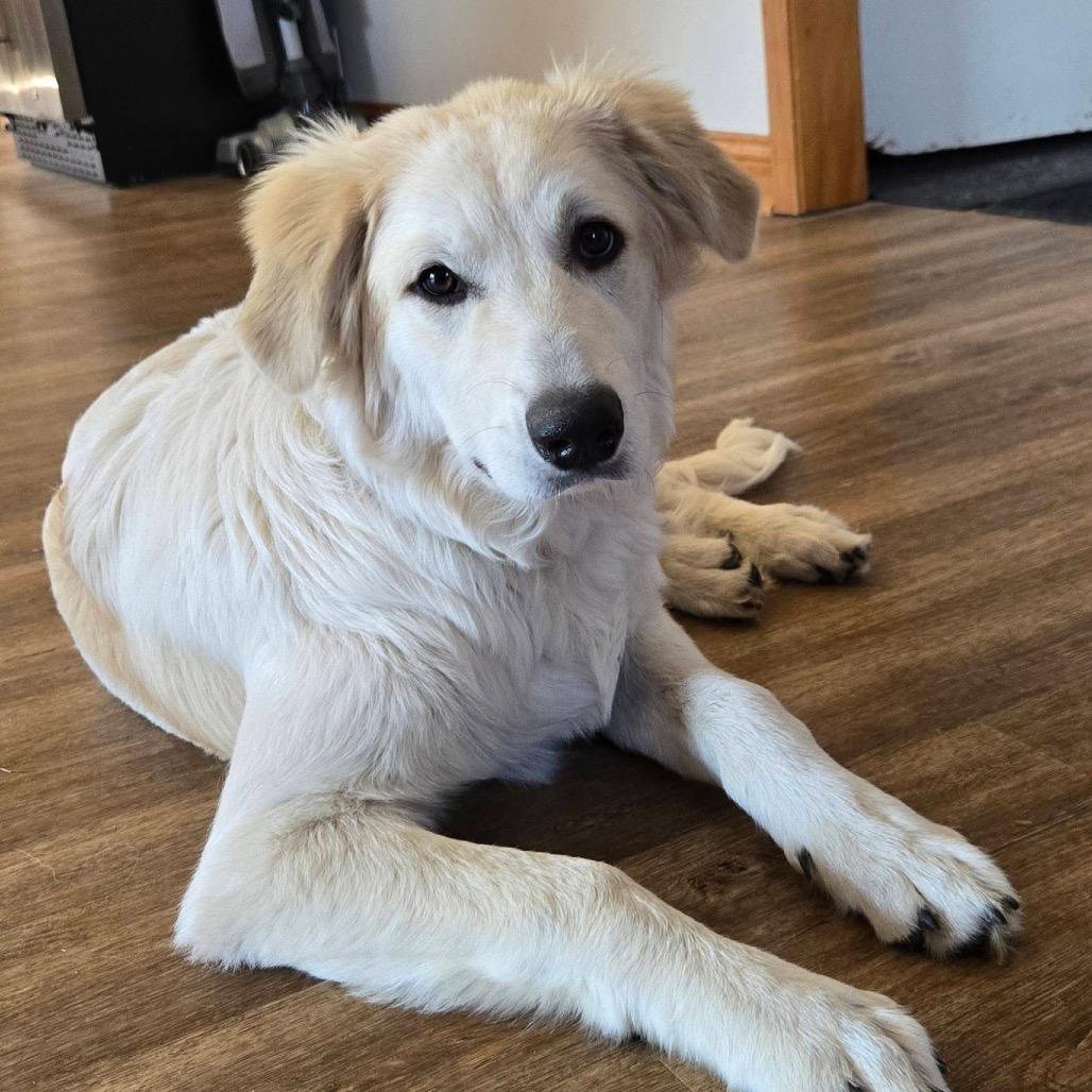 Enlarge Blanche, a Adoptable Great Pyrenees in Sheridan, IL image 1/6