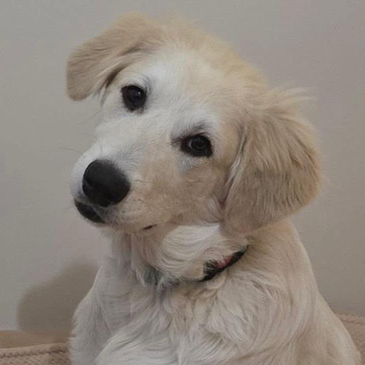 Enlarge Blanche, a Adoptable Great Pyrenees in Sheridan, IL image 2/6