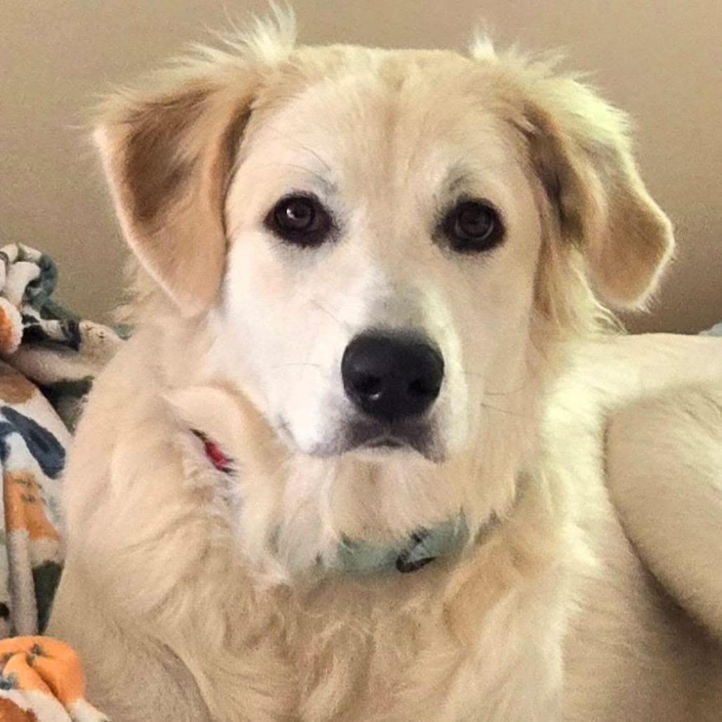 Enlarge Blanche, a Adoptable Great Pyrenees in Sheridan, IL image 1/6
