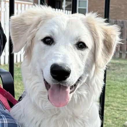 Enlarge Blanche, a Adoptable Great Pyrenees in Sheridan, IL image 2/6