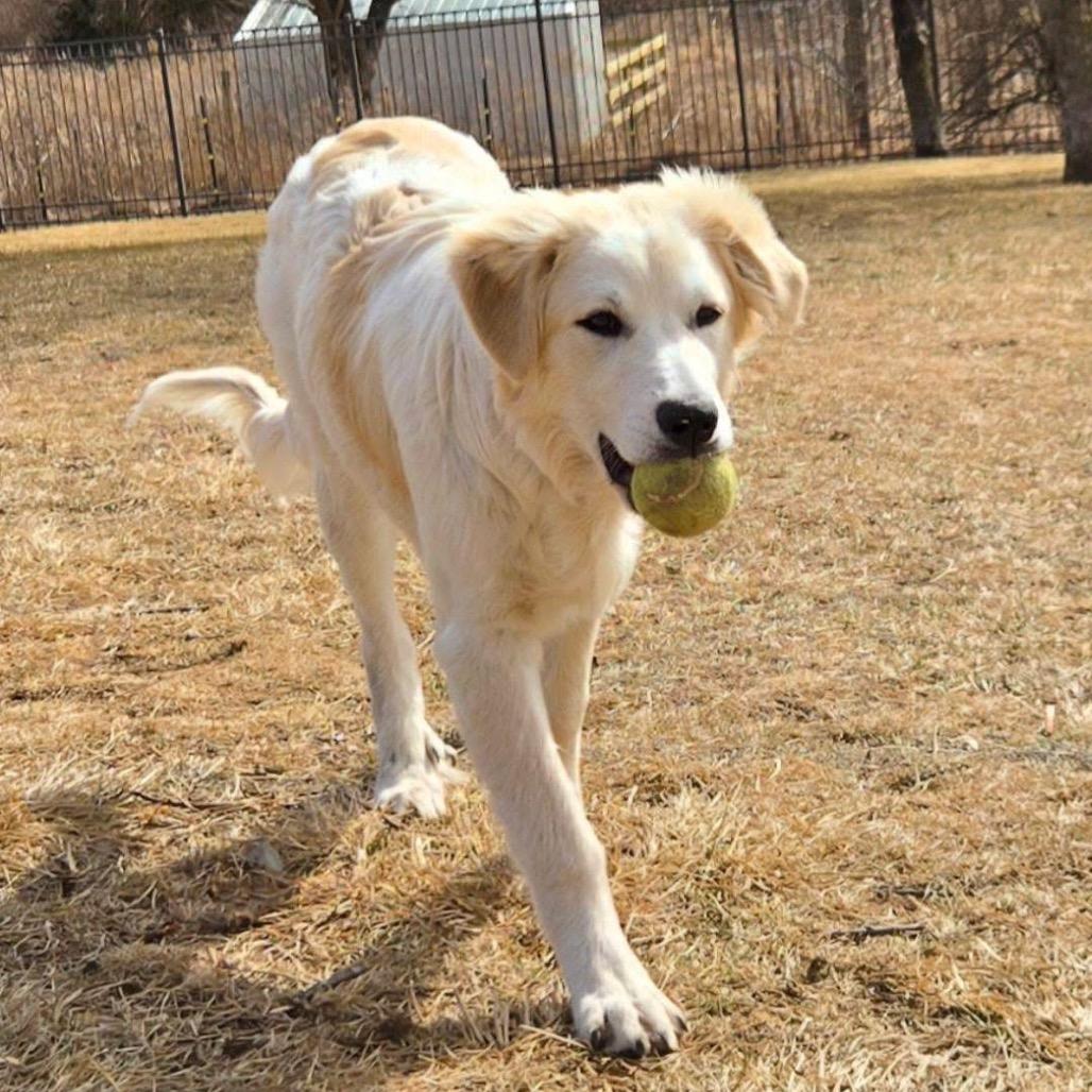 Enlarge Blanche, a Adoptable Great Pyrenees in Sheridan, IL image 3/6