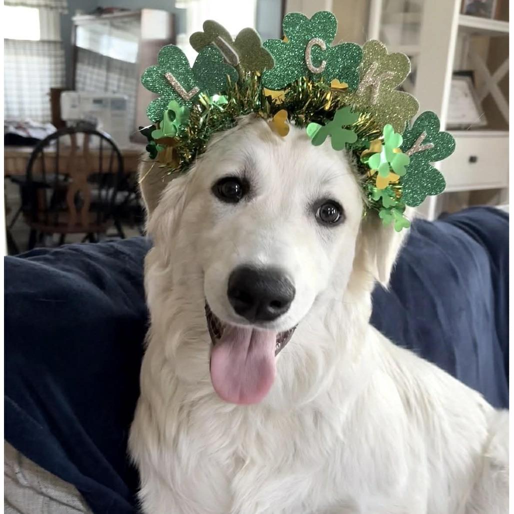 Enlarge Blanche, a Adoptable Great Pyrenees in Sheridan, IL image 3/6