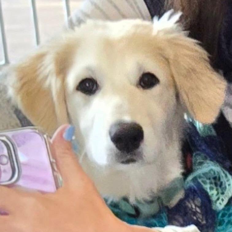 Enlarge Blanche, a Adoptable Great Pyrenees in Sheridan, IL image 3/6
