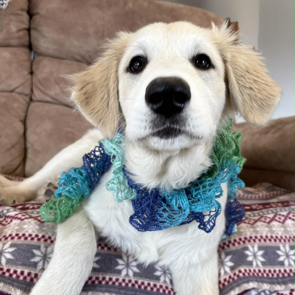Enlarge Blanche, a Adoptable Great Pyrenees in Sheridan, IL image 4/6