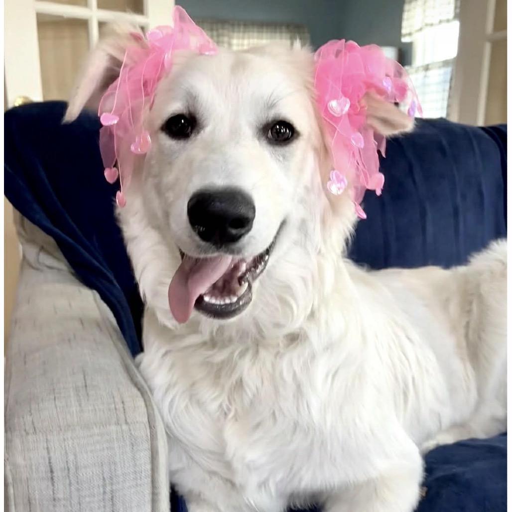 Enlarge Blanche, a Adoptable Great Pyrenees in Sheridan, IL image 4/6