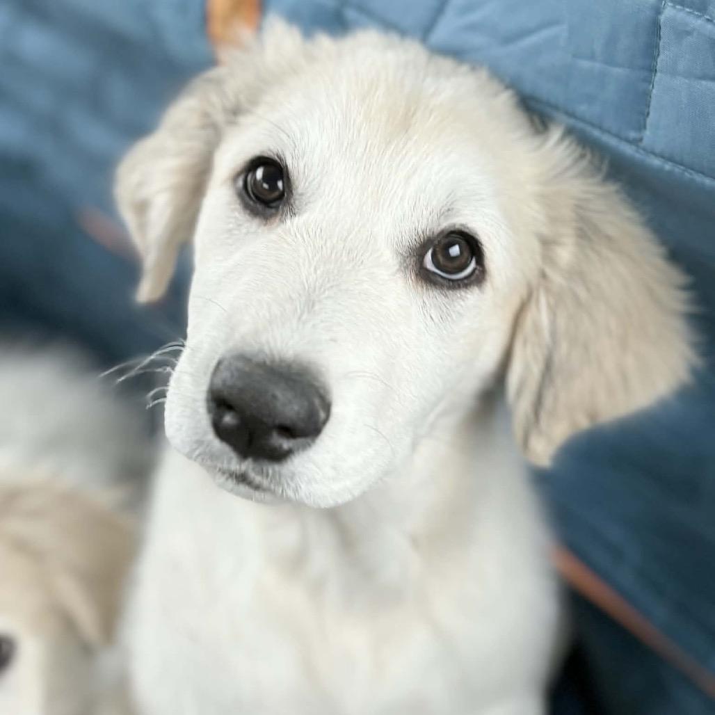 Enlarge Blanche, a Adoptable Great Pyrenees in Sheridan, IL image 6/6