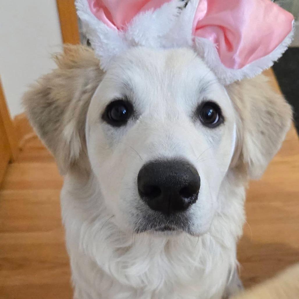 Enlarge Blanche, a Adoptable Great Pyrenees in Sheridan, IL image 5/6