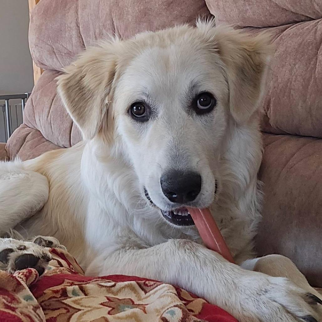 Enlarge Blanche, a Adoptable Great Pyrenees in Sheridan, IL image 6/6