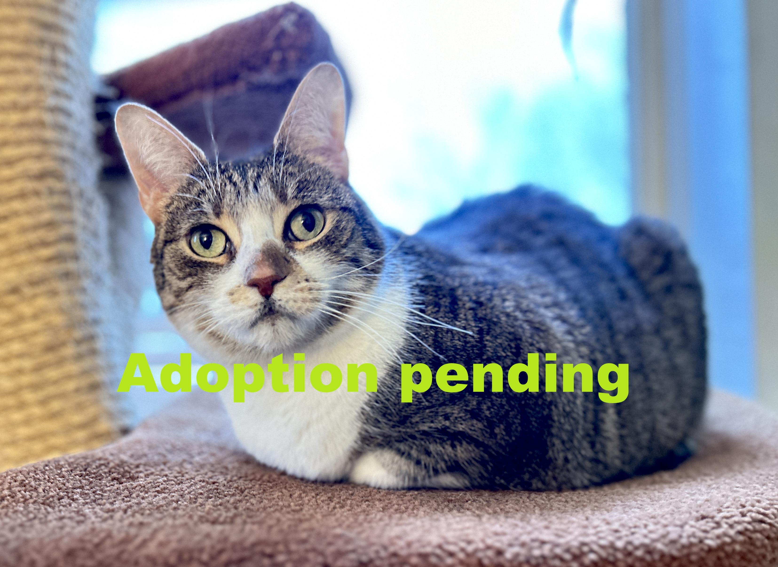 Enlarge Maggie, an adopted Domestic Short Hair in Guelph, ON image 1/4