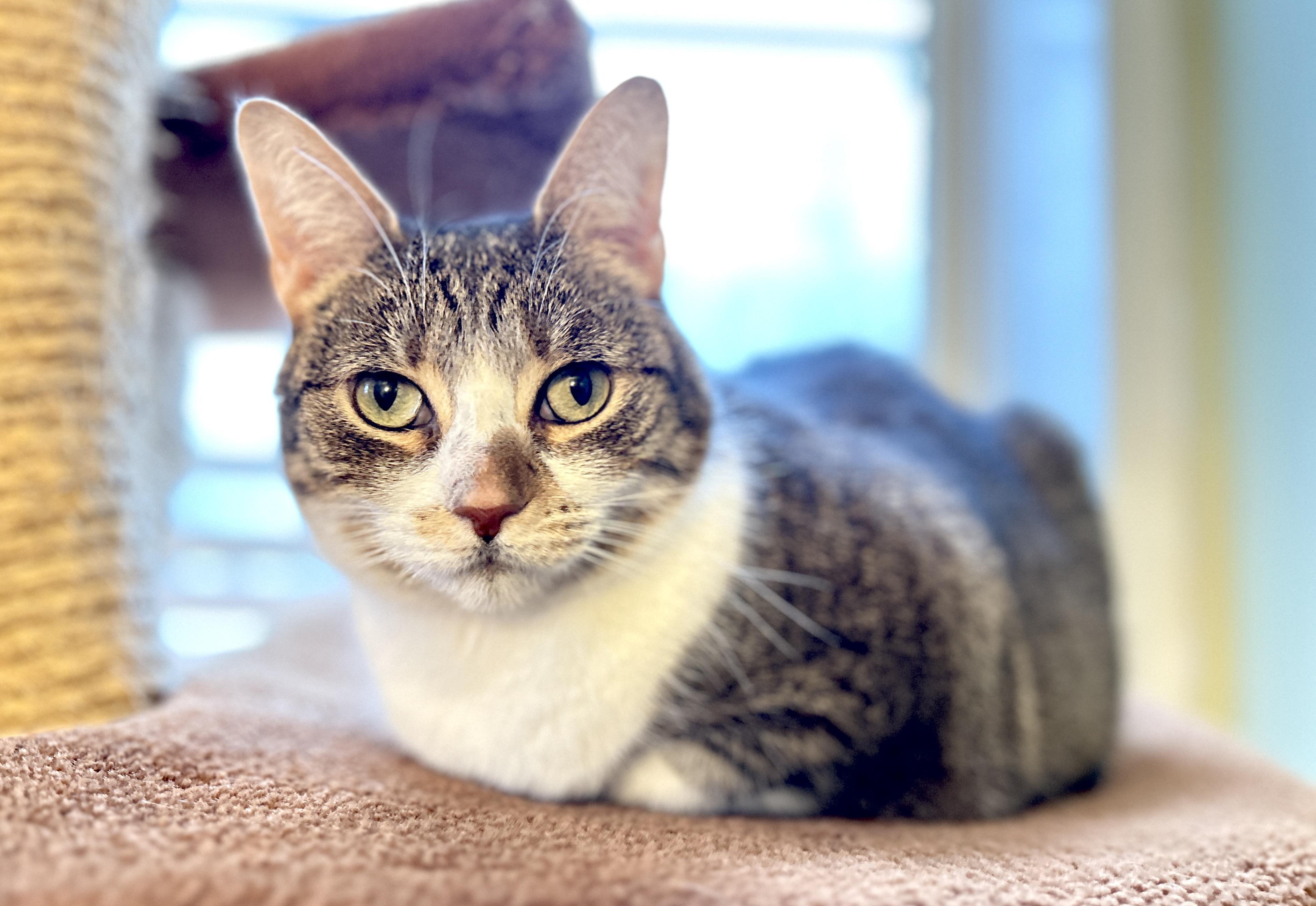 Enlarge Maggie, an adopted Domestic Short Hair in Guelph, ON image 3/4