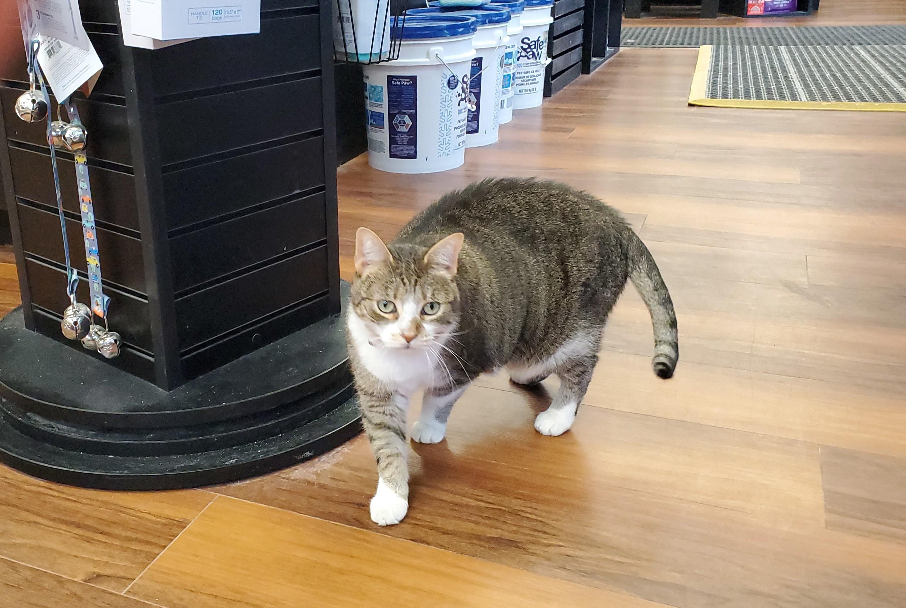 Enlarge Maggie, an adopted Domestic Short Hair in Guelph, ON image 4/4