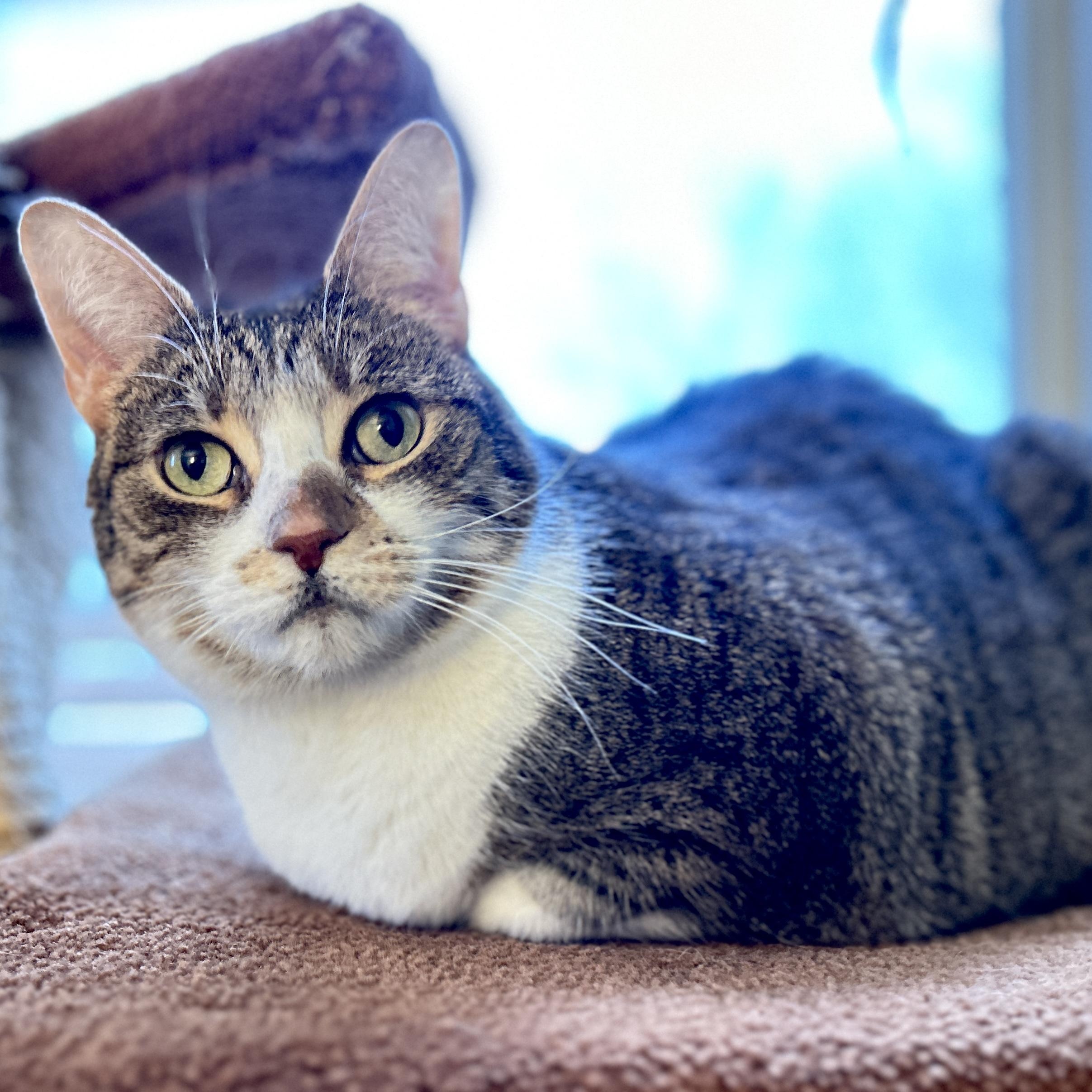 Enlarge Maggie, an adopted Domestic Short Hair in Guelph, ON image 2/4