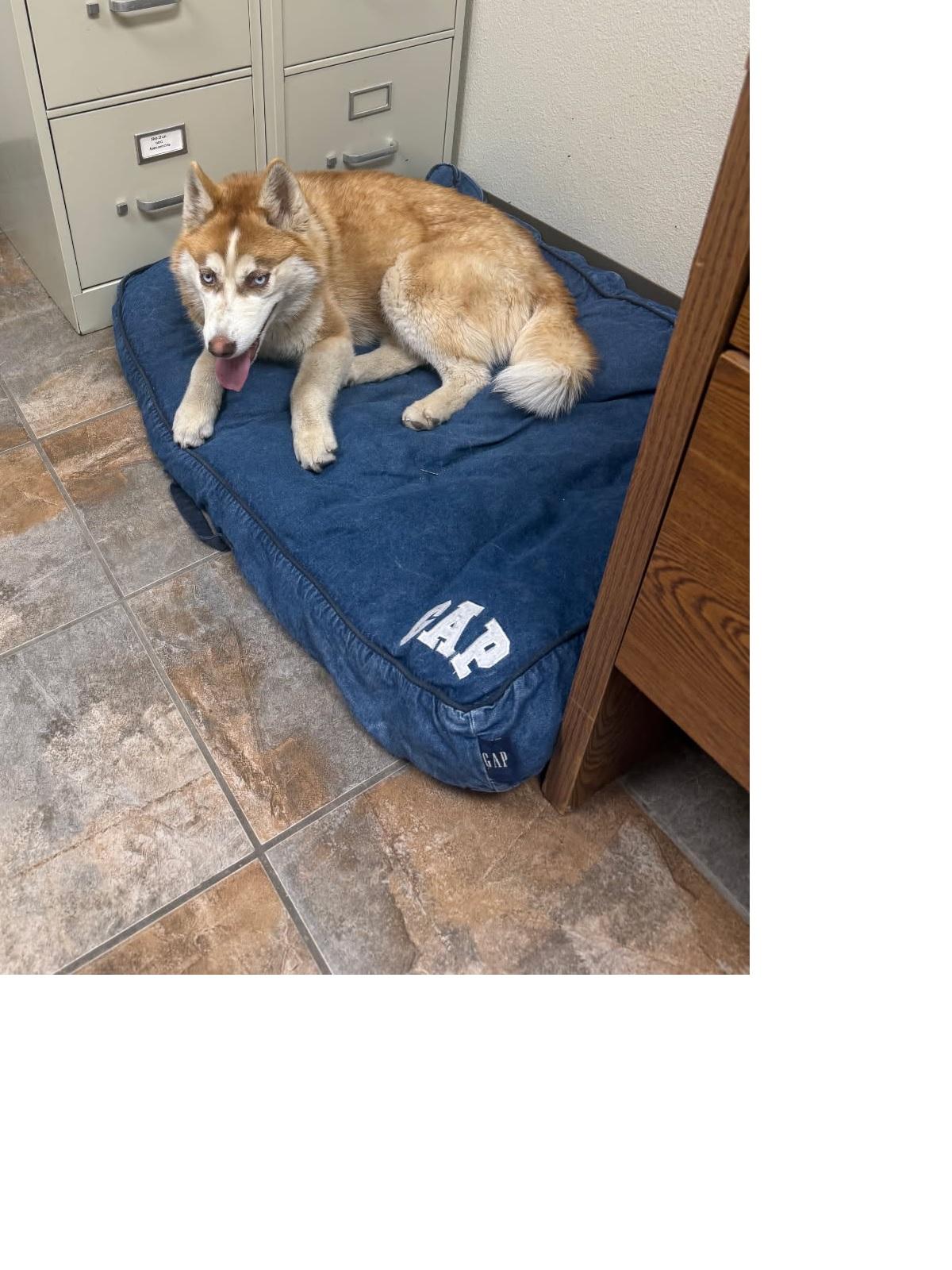 Enlarge Mayra, a ADOPTABLE Husky in Rawlins, WY image 2/3