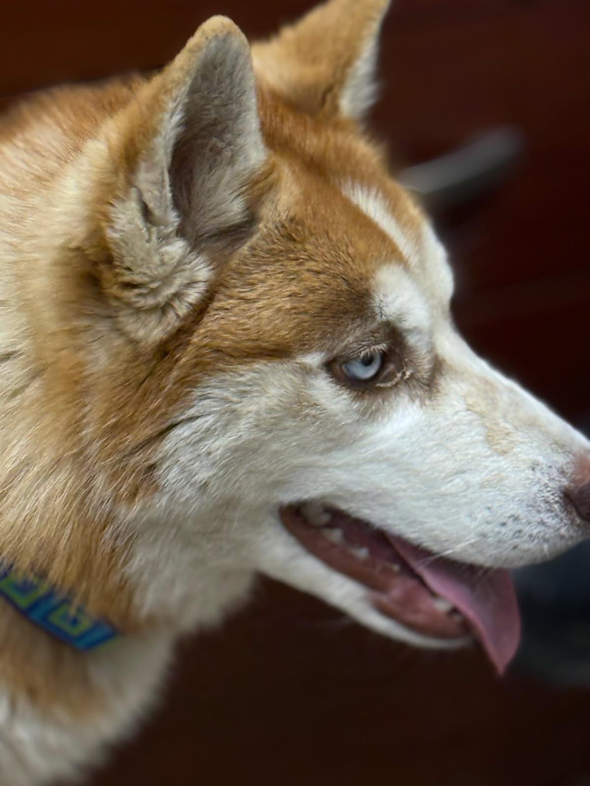 Enlarge Mayra, a ADOPTABLE Husky in Rawlins, WY image 1/3