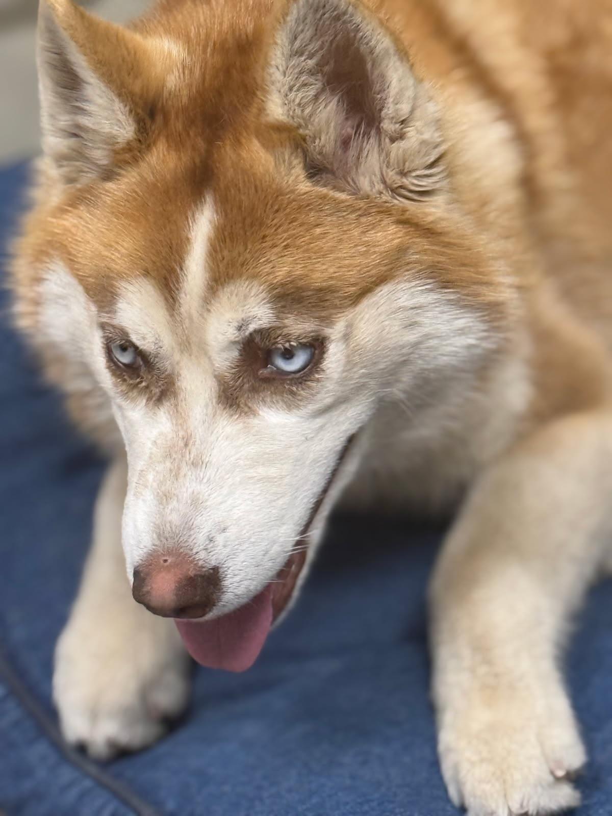 Enlarge Mayra, a ADOPTABLE Husky in Rawlins, WY image 3/3